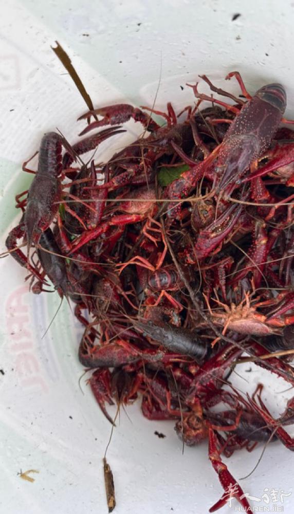 坐标十三区，小龙虾🦞越来越少了，太难，今天的不多，