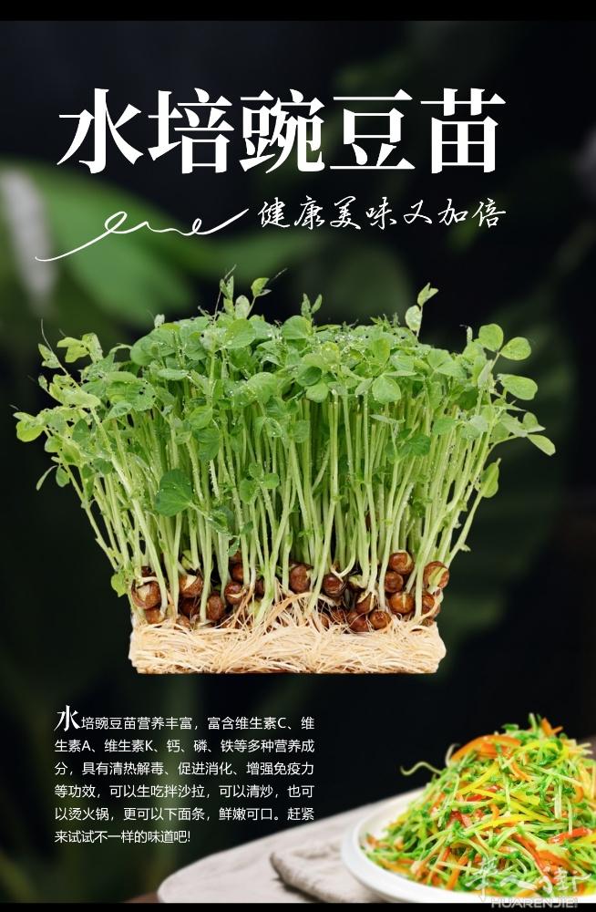 炎热的夏天带给你清爽的一抹绿       凉拌豌豆苗    豌豆苗洗净焯水10秒