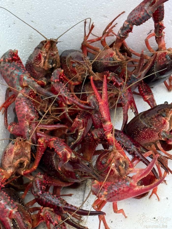 坐标十三区，预定明天礼拜六的小龙虾🦞没有了，只能等到礼拜天，现在小龙虾🦞太少