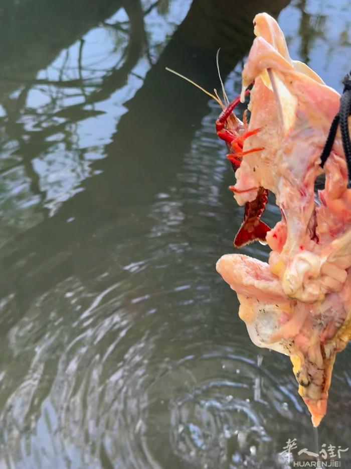 坐标十三区开始预定礼拜四的小龙虾🦞
