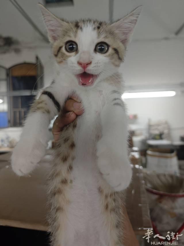 小猫咪送人，自家猫咪生的小宝宝 快两个月了  vx