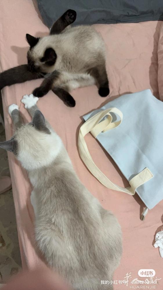 有没有宝宝想要领养猫猫呀 白公的 黑母的 一个妈生的 有疫苗本 7个月13天 本