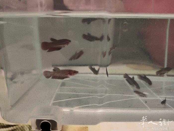 出售泰国斗鱼小鱼苗二个月大 10欧一条 有需要的朋友电话短信联系