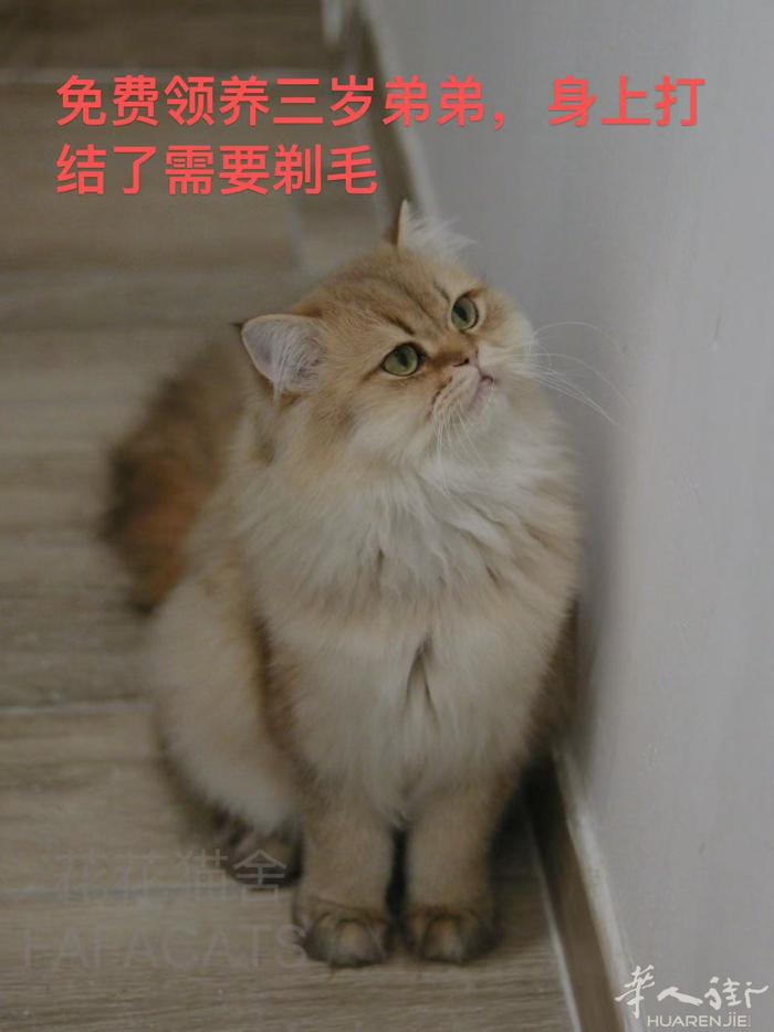 免费领养，加我eggggking