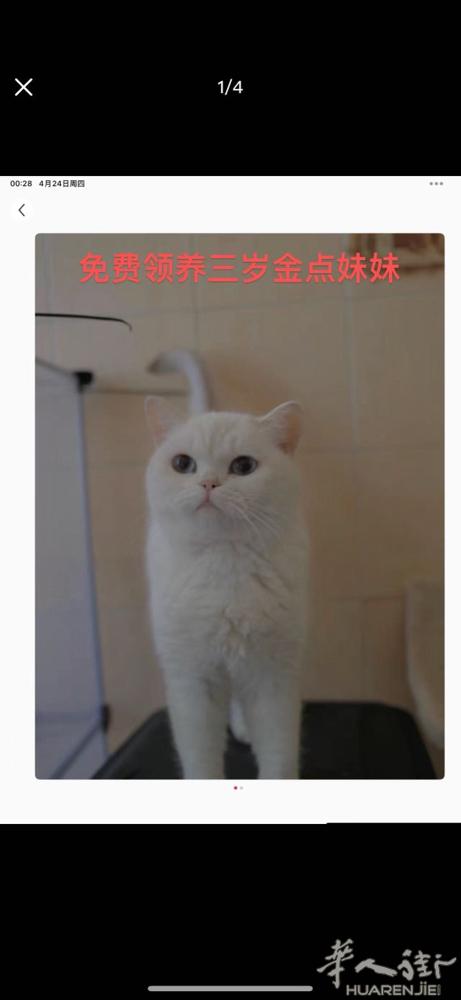 金点免费领养，加我eggggking