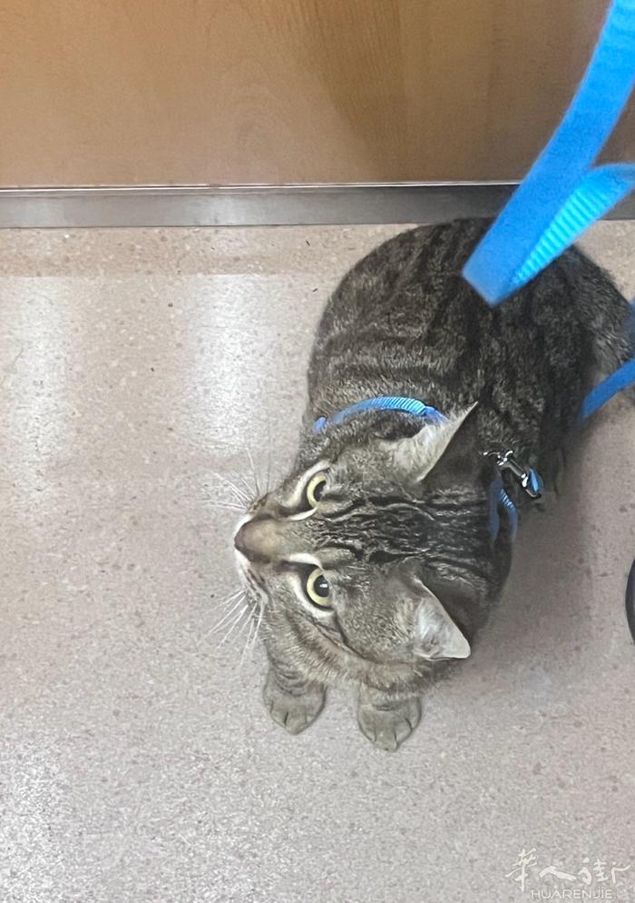 南部/马德里 狸花猫免费找领养，非常粘人，活泼可爱。想好要养的联系我。