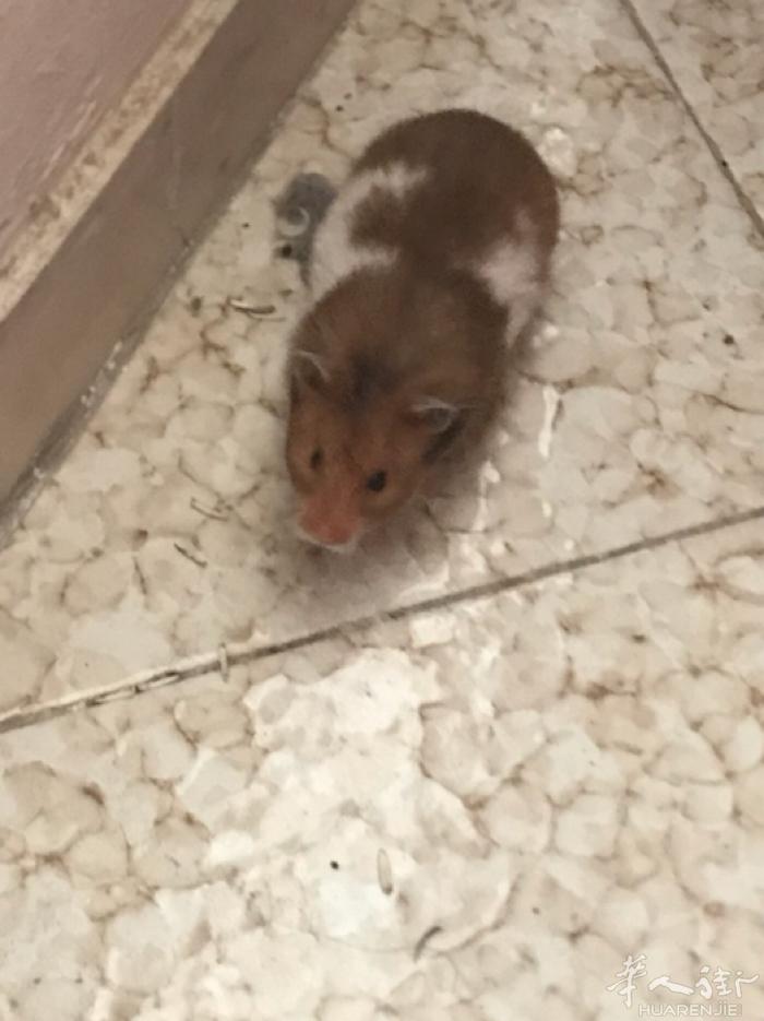 松鼠🐿️