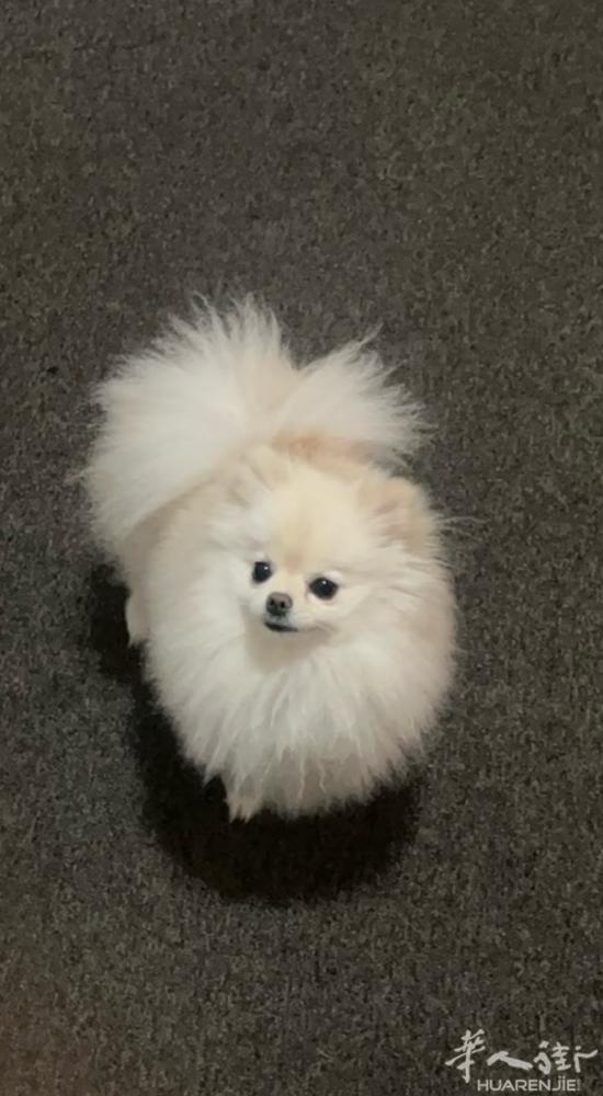 给我家2岁半的小体博美（2.5kg）找一个温暖的新家。 她聪明、乖巧、粘人，目前