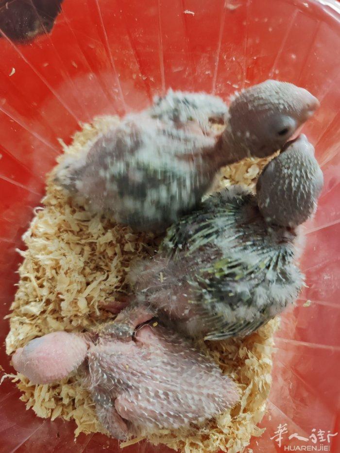 手养小太阳幼鸟