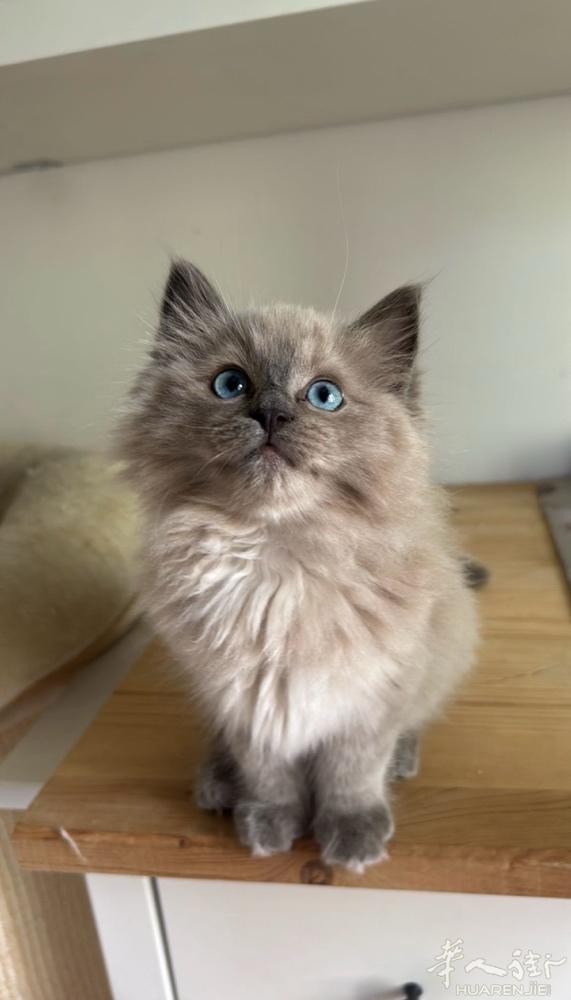重点色布偶猫弟弟找家，已经绝育好了，性格温顺乖巧，吃喝都好，有意联系