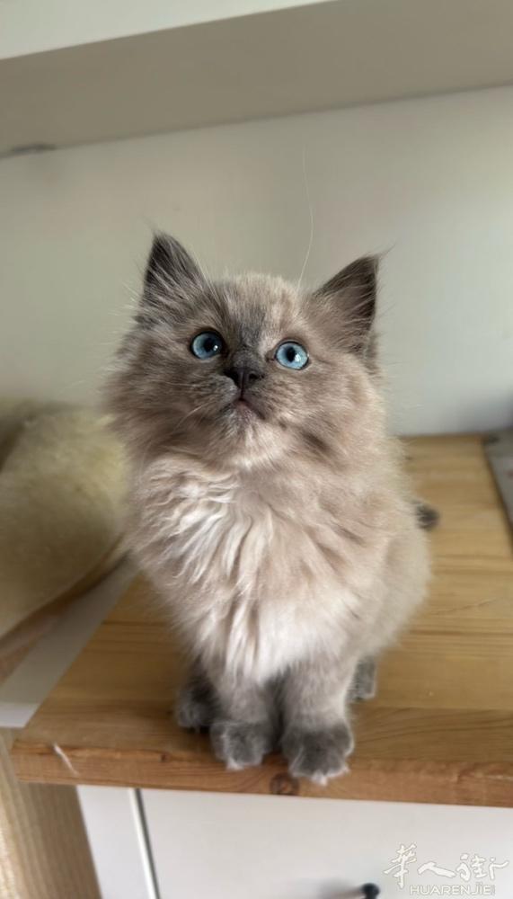 重点是布偶猫弟弟找家，吃喝都好，已经绝育好了，性格非常温顺
