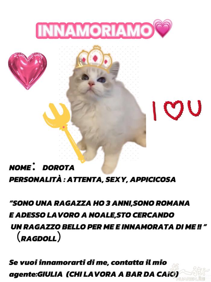 布偶猫猫找对象啦 人在noale venezia地区都可以