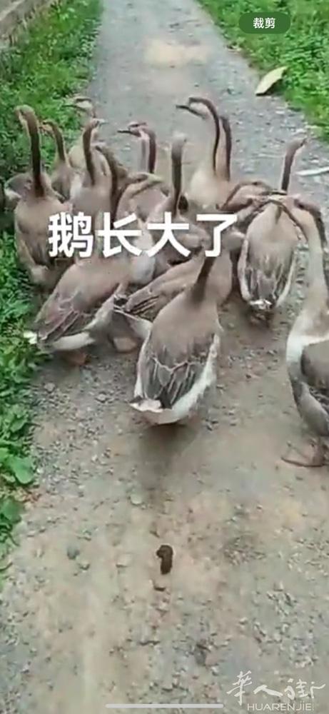 米兰地区可以送货上门哦3778284683