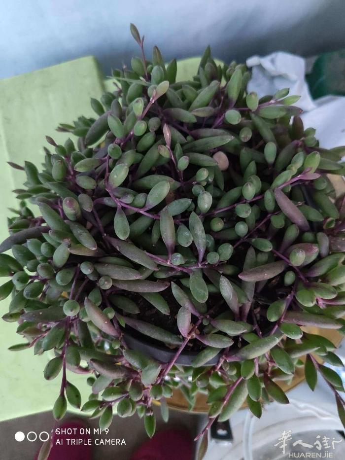 出售花卉和绿植，意者电话联系，平时做工没时间 只能星期天，送到三号线终点站gel