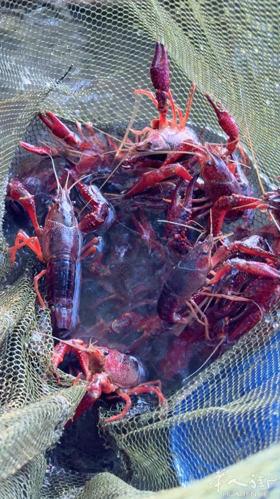 坐标十三区，小龙虾🦞还有八公斤，有预定的抓紧啦