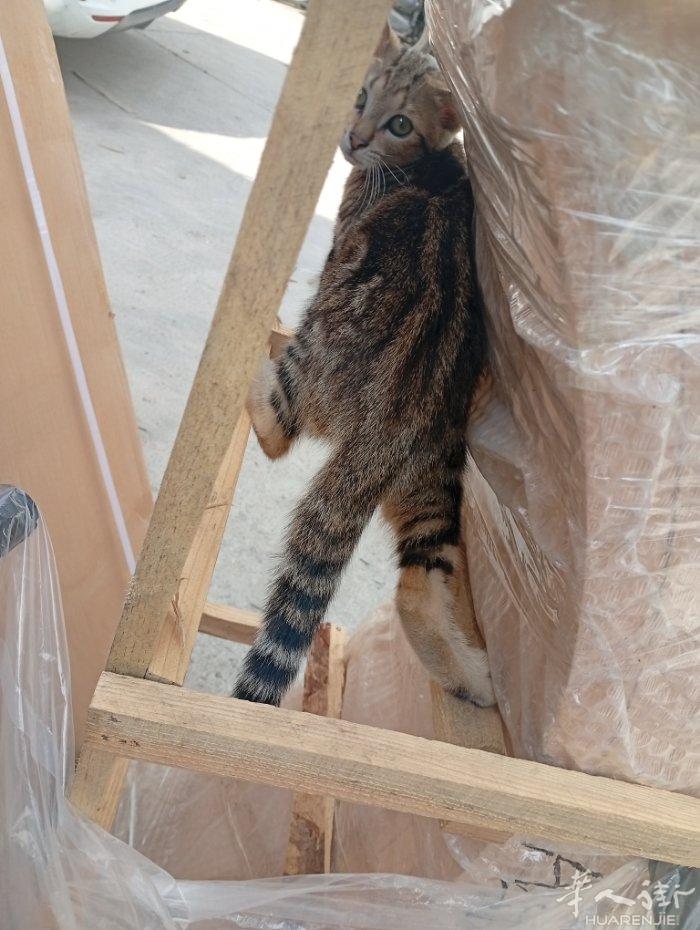 4只小猫3个月大。每只100€