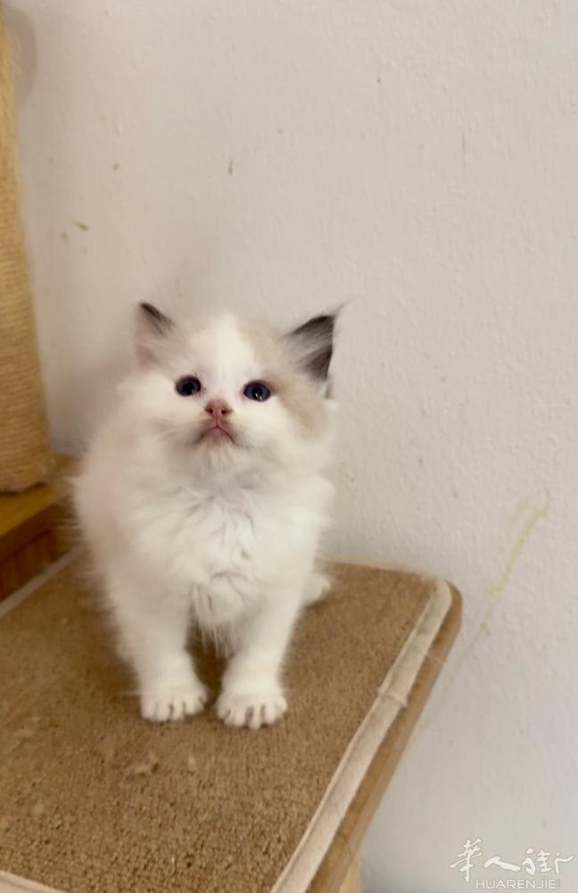 纯种布偶猫80一只，名额有限，需要扫码联系我