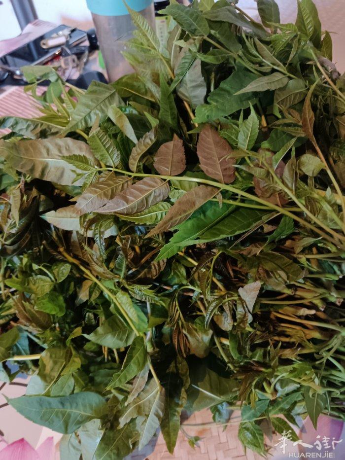 刚刚采的香椿芽！2欧一把，5把起送到你附近站台点！数量不多，手慢无！微信:138