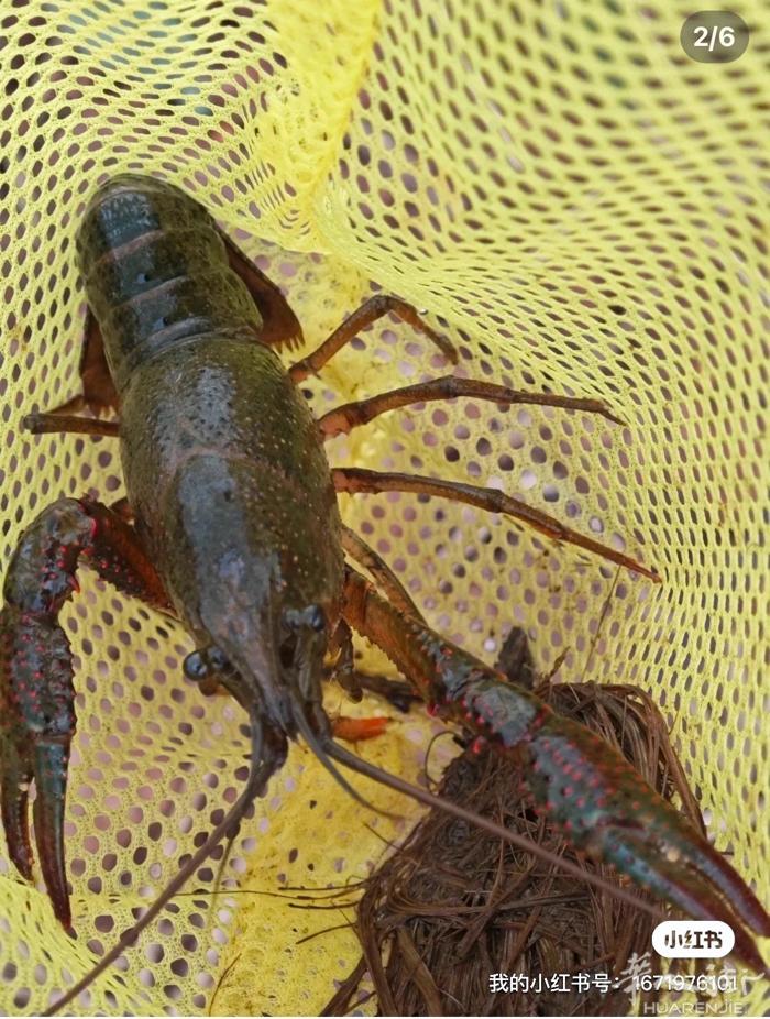 坐标十三区，小龙虾🦞继续出售了，老乡们想吃的预定开始喽😁