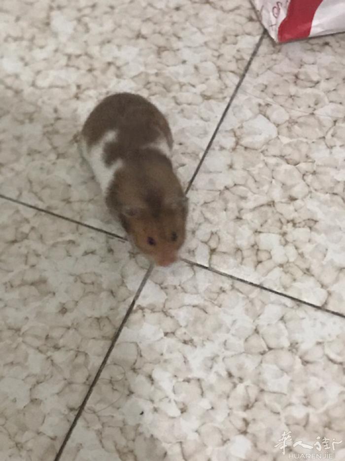 仓鼠