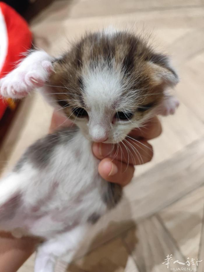 三只小猫十五天了很漂亮.谁要在78省电话0613067577