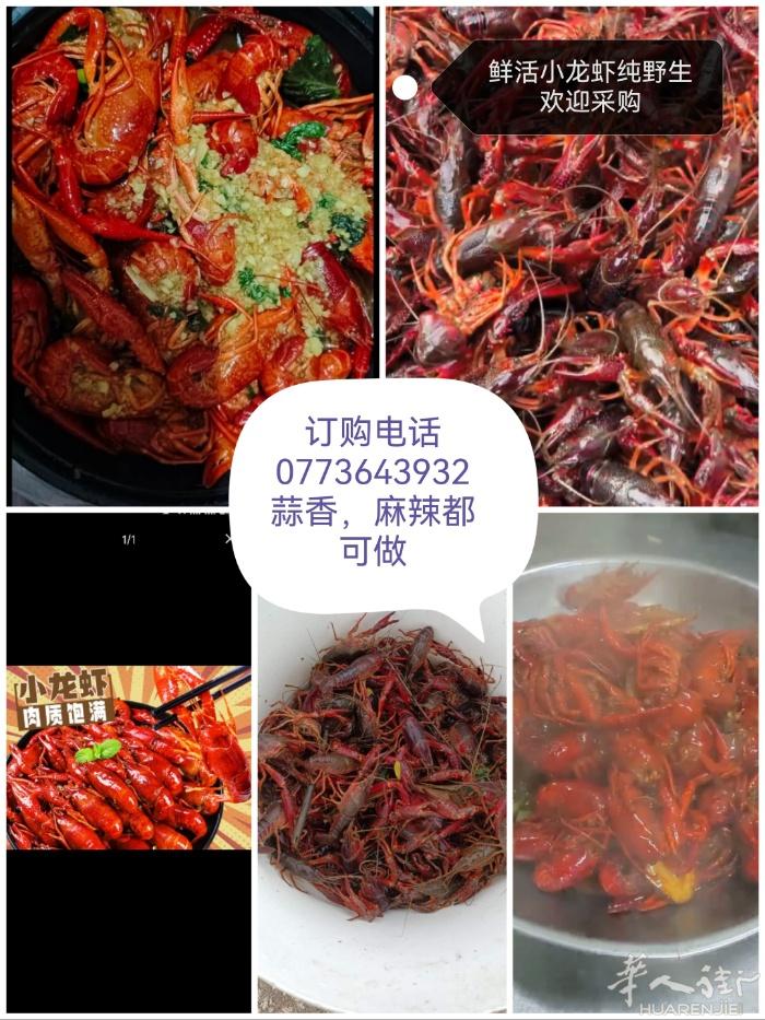 鲜活小龙虾