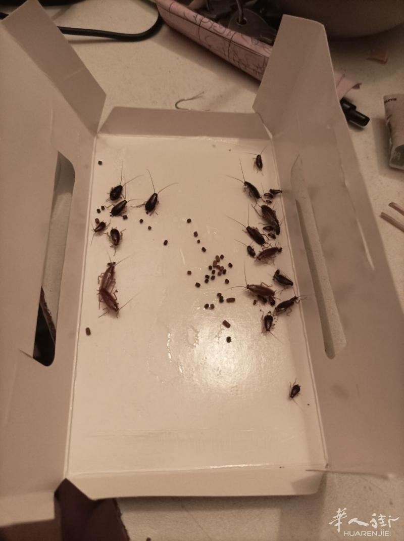 出售蟑螂贴一欧一张