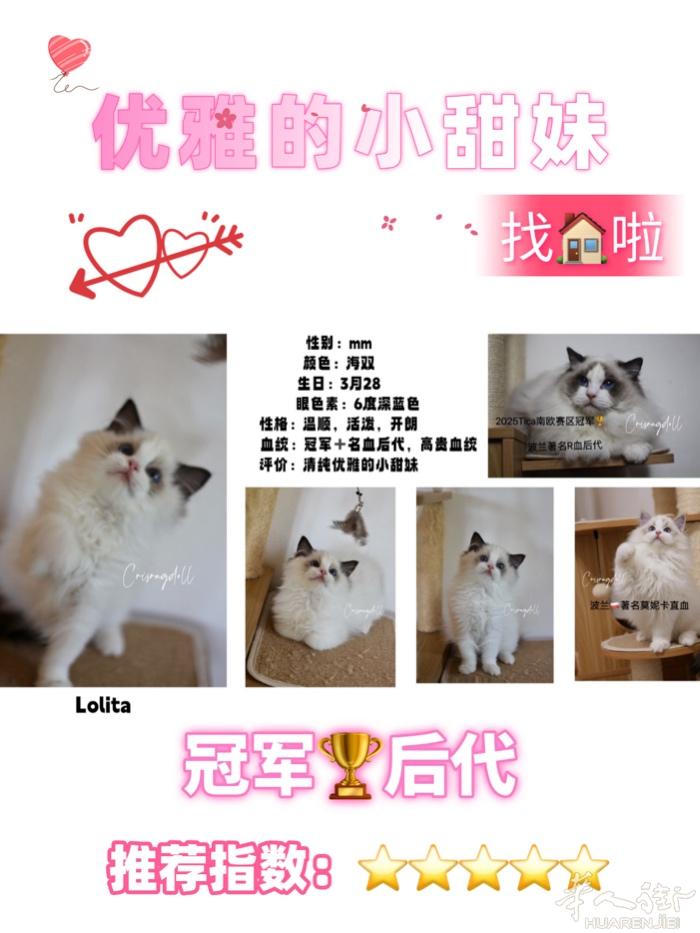 猫届爱马仕～优雅气质仙女，坐标佩鲁贾，意大利境内可配送，喜欢的快来联系吧