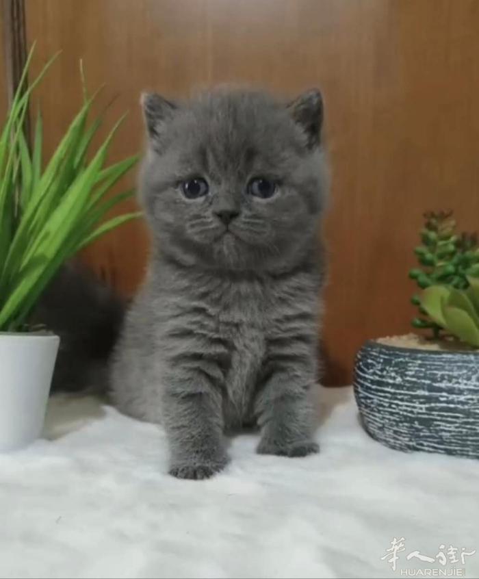 特价出蓝猫幼崽，喜欢的来，扯淡的勿扰，微信a13393899771