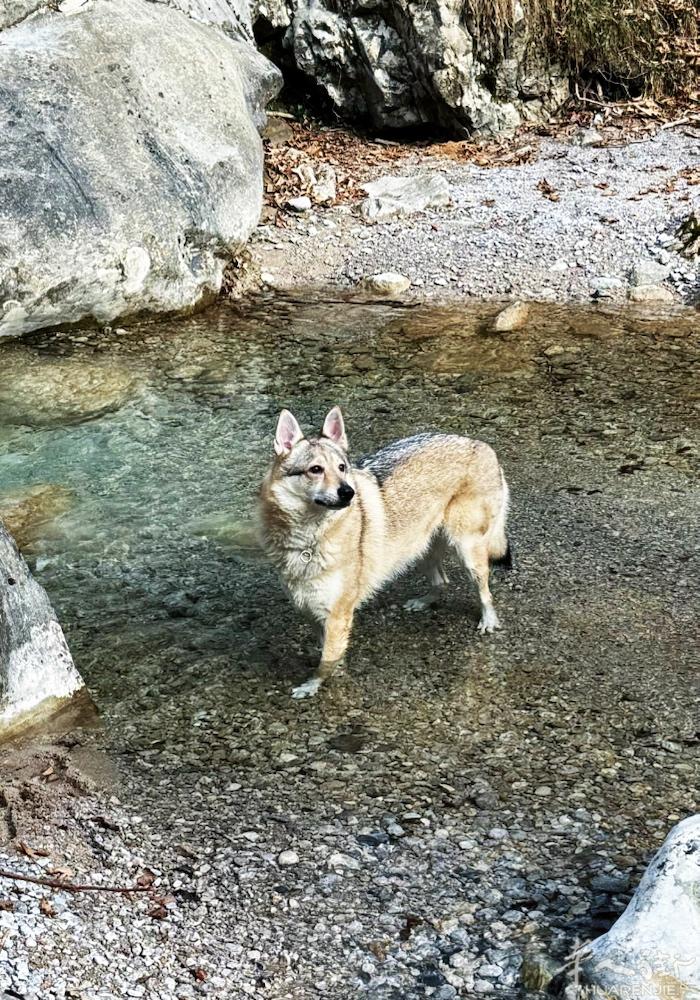 米兰地区赠送一只母捷克狼犬~熟练掌握： 坐，趴，握手，转圈等指令，对猫咪和人没有