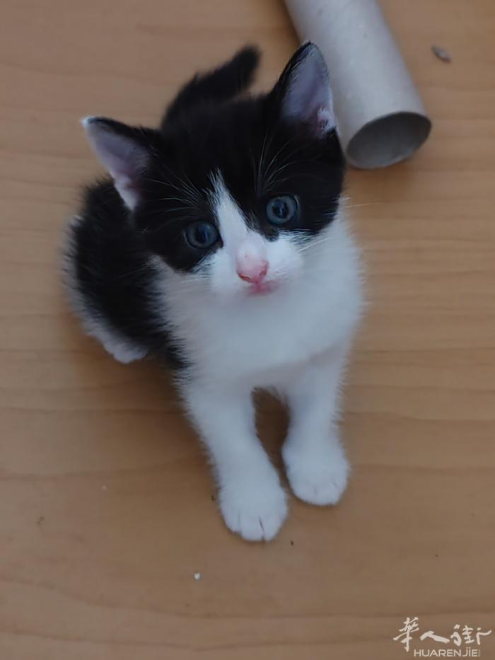 小猫可爱亲人