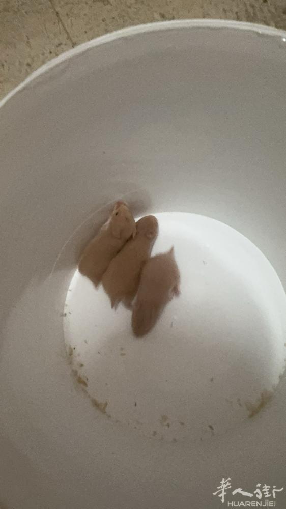 金丝熊出售 剩5只v：oii0422