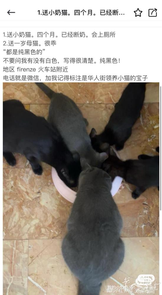送两只纯黑色猫猫 在firenze 火车站附近