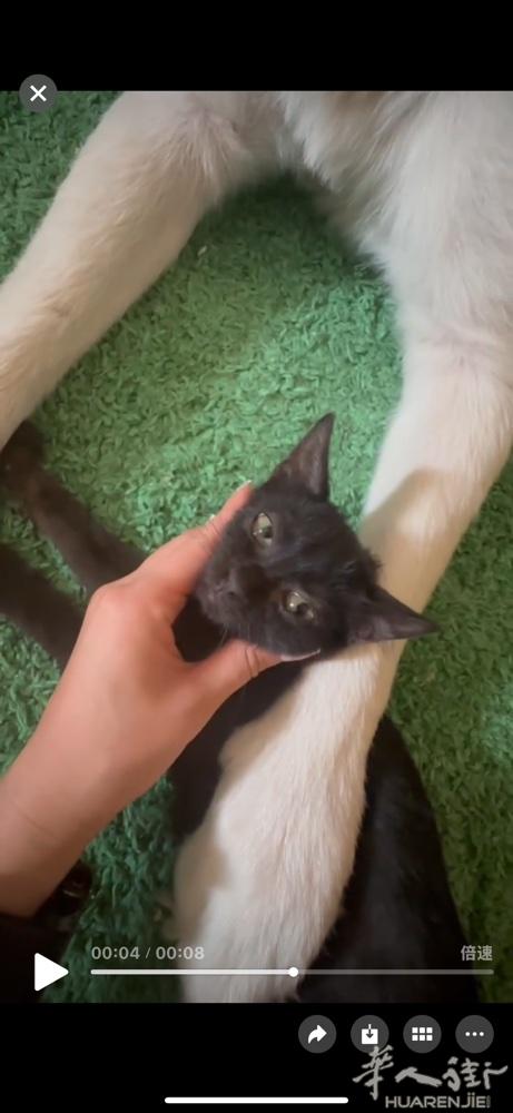 送一只小奶猫 男孩   已经会自己用猫砂 可以正常吃猫粮。已经断奶 可以送佛村火