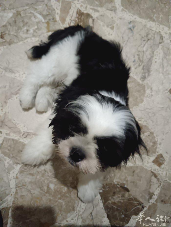 bergamo西施幼犬卖7个月，公狗，疫苗都打完