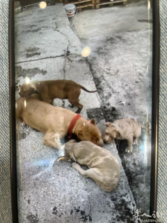 有人需要狗吗 看仓库用的 一只大 一只小 免费