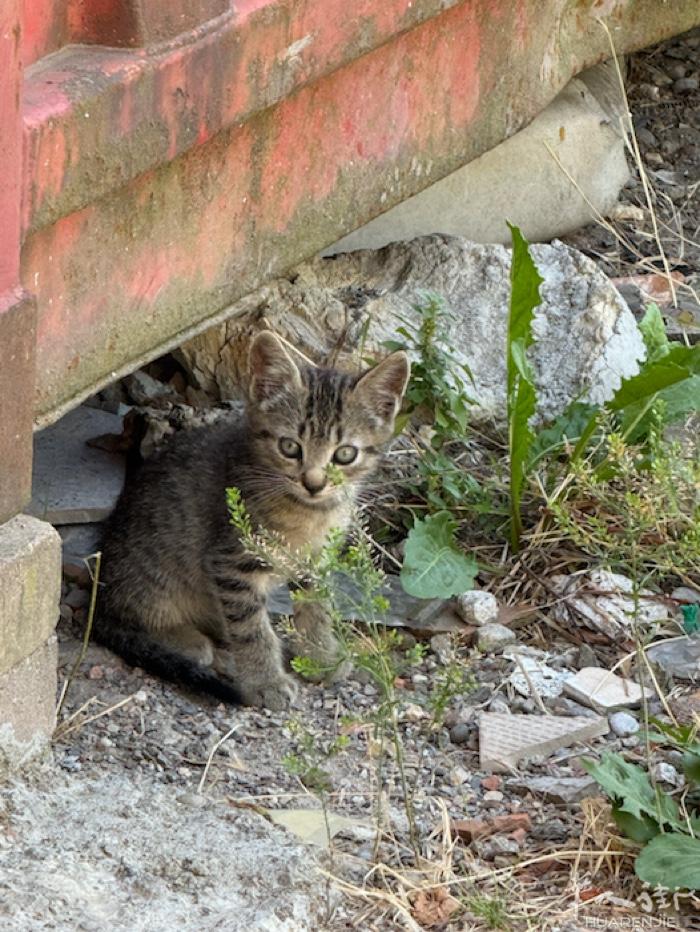 米兰边LEGNANO 三个月左右流浪小奶猫 求好心人领养 要真心想养的 不要心血
