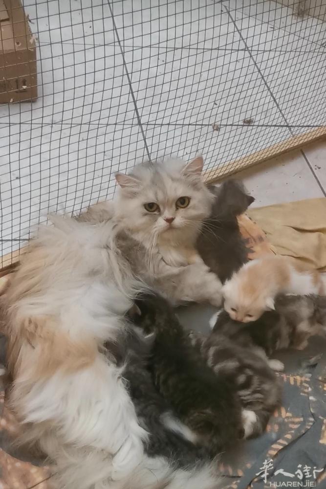 Empoli 波斯猫和龙猫幼崽来啦！

波斯猫幼崽长得像妈妈一样好看，目前有：
