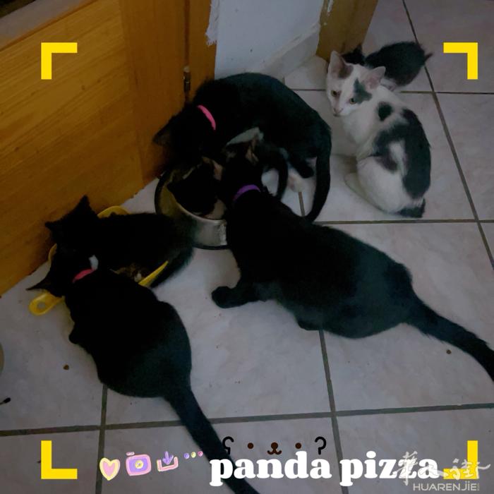 Prato猫咪找领养 免费领养  需要有爱心的家庭～ 想要小猫咪可以联系我 电话