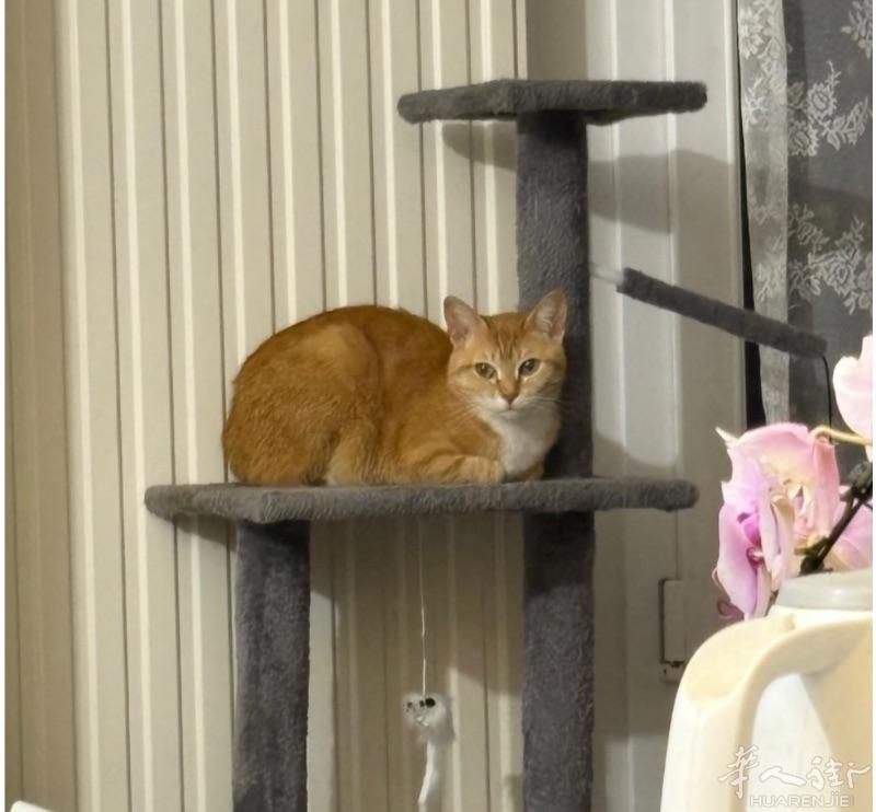 送养一只菊花猫 巴黎十四区 3岁了，母猫 未绝育，非常安静，很乖，爱猫的人，最好住在附近。象征性地收取50欧， 希望找个好家庭。电话0782057013