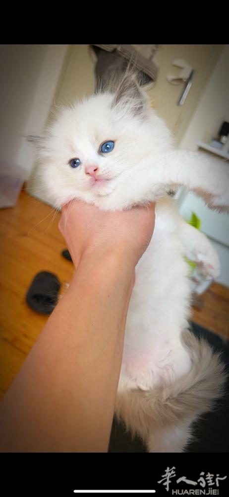 出血统猫猫 布偶 蓝双 海豹均有 威尼斯周边 价廉物美 喜欢自己上门取 价格不高