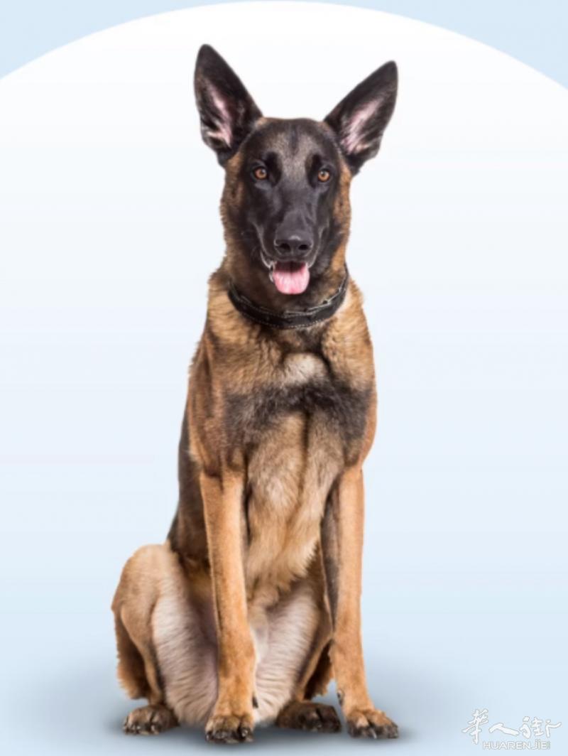 纯种马犬可配种有证书的纯种马犬， 贵族血统， 可以配种，一次400