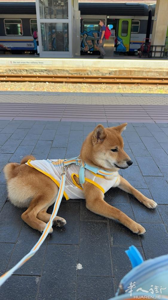六个月柴犬找女朋友