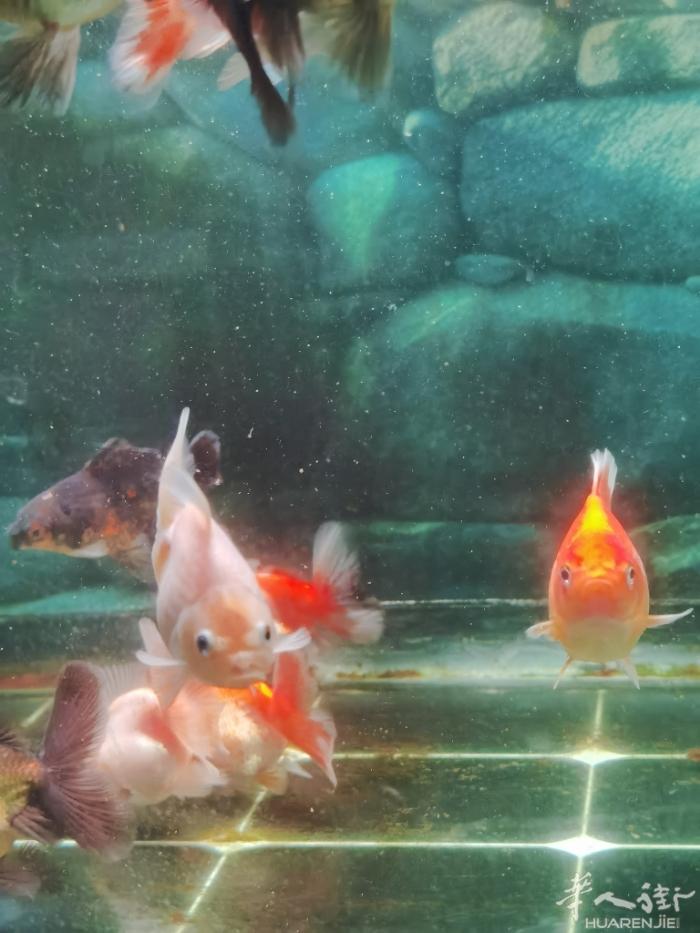 prato出精品泰狮鱼苗和亚成精品蝴蝶鲤鱼，机会不多，要的速度来，微信：c393