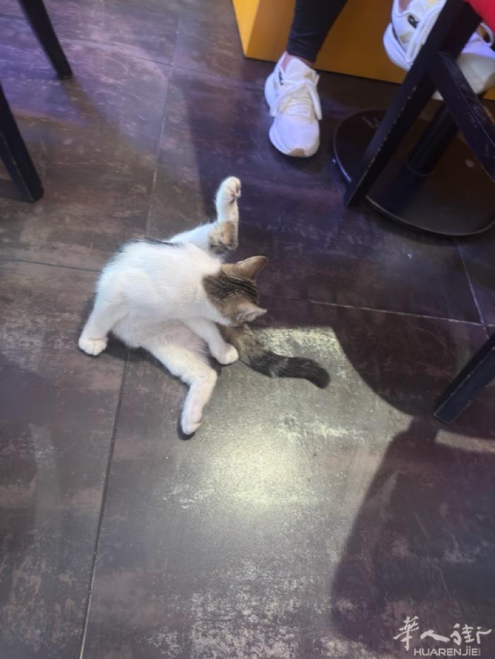 出售一只小猫