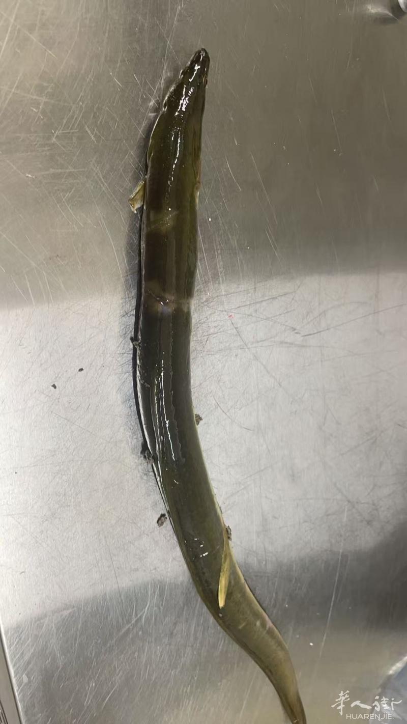 出售野生河鳗10-15一条比萨附近