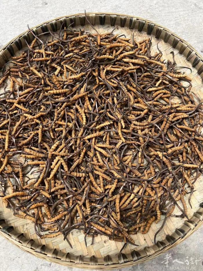 你好老板们需要虫草，请联系我是从西藏运过来的是正宗的 可以验证，如果需要联系，谢