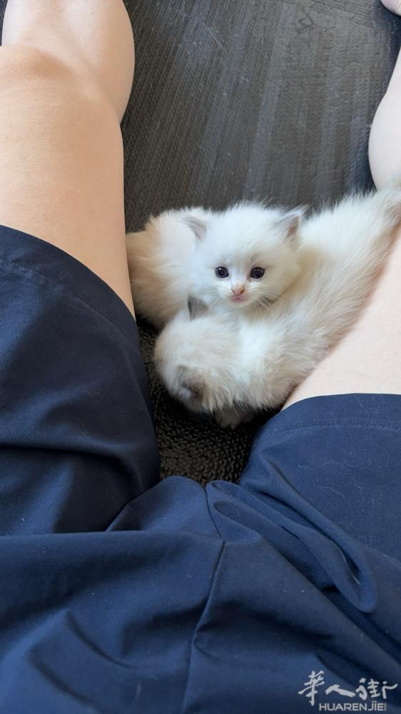 出双血统布偶猫 蓝双 海豹 找主人啦 有兴趣咨询 V：hubinbin0725