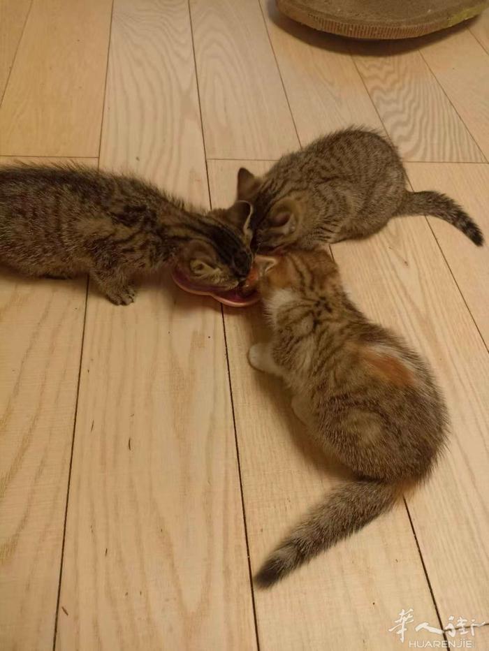 出两只小奶猫