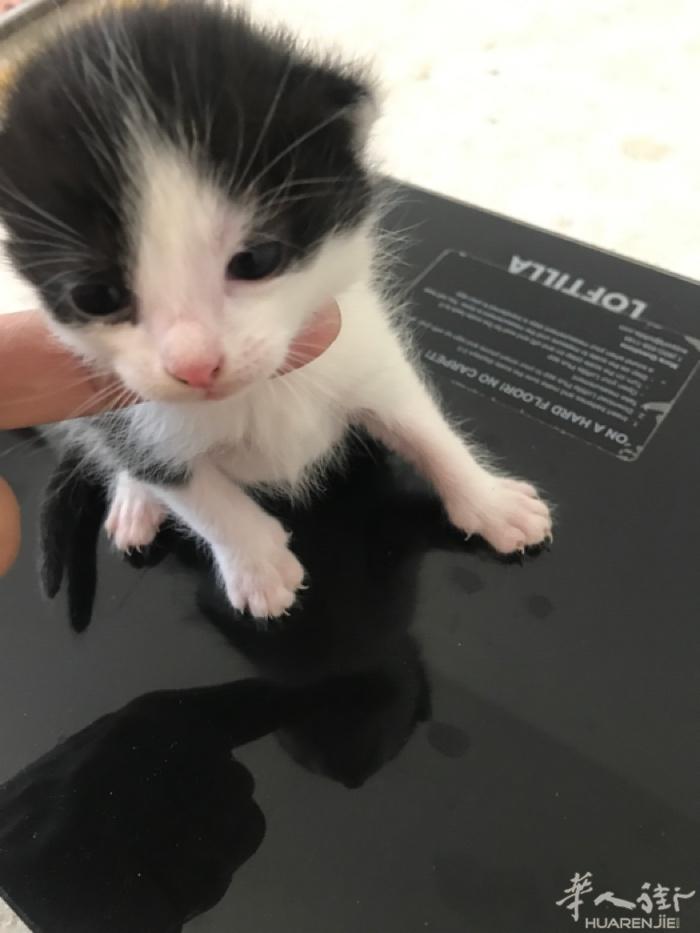 2个月猫咪，找爱猫的主人，从小培养感情，快来找我吧！电话：0699478145